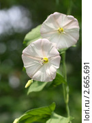 Вьюнок полевой, Convolvulus arvensis L. Стоковое фото, фотограф Щеголева Ольга / Фотобанк Лори