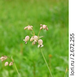 Смолёвка  (Silene) Стоковое фото, фотограф Алёшина Оксана / Фотобанк Лори