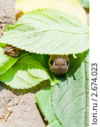 Бражник винный (Deilephila elpenor) Стоковое фото, фотограф E. O. / Фотобанк Лори