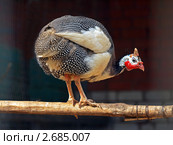 Домашняя цесарка (Numida meleagris) Липецкий зоопарк г.Липецк (2011 год). Стоковое фото, фотограф Анна Мишина / Фотобанк Лори