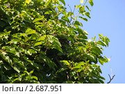 Актинидия  острая ( Actinidia arguta ) Стоковое фото, фотограф Елена Семистенова / Фотобанк Лори