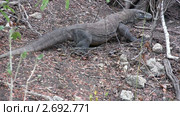 Гигантский варан (Varanus komodoensis), Комодо, Индонезия. Стоковое видео, видеограф Ростислав Агеев / Фотобанк Лори