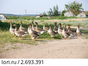 Гусиное стадо. Стоковое фото, фотограф Борис Панасюк / Фотобанк Лори