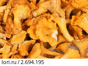 Лисичка обыкновенная, или Лисичка настоящая (лат. Cantharellus cibarius) Стоковое фото, фотограф Валерия Попова / Фотобанк Лори
