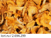 Лисичка обыкновенная, или Лисичка настоящая (лат. Cantharellus cibarius) Стоковое фото, фотограф Валерия Попова / Фотобанк Лори