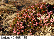 Loiseleuria procumbens (L.) Desv. - Луазелеурия лежачая. Стоковое фото, фотограф Анатолий Гуреев / Фотобанк Лори