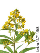 Вербейник обыкновенный (Lysimachia vulgaris) на белом фоне. Стоковое фото, фотограф Галина Ермолаева / Фотобанк Лори