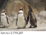 Пингвин Гумбольдта (Spheniscus humboldti) Стоковое фото, фотограф Алёшина Оксана / Фотобанк Лори
