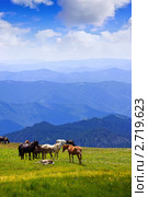 Табун лошадей в горах. Алтай. Стоковое фото, фотограф Яков Филимонов / Фотобанк Лори