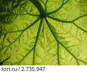 Растущий лист  астильбоидеса (Astilboides tabularis), семейство Камнеломковые. Стоковое фото, фотограф Заноза-Ру / Фотобанк Лори