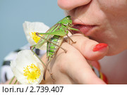 Поцелуй кузнечика. Стоковое фото, фотограф Виктор Алеветдинов / Фотобанк Лори