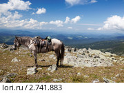 Пейзажи горного Алтая. Оседланная лошадь в ожидании седока. Стоковое фото, фотограф Наталья Волкова / Фотобанк Лори