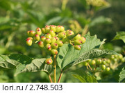Калина. Листья и созревающие зеленые плоды (Viburnum) Стоковое фото, фотограф Щеголева Ольга / Фотобанк Лори