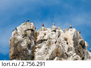 Полуостров Гамова, мыс Скалистый. Бакланы на скалах. Стоковое фото, фотограф Сергеев Игорь / Фотобанк Лори