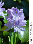 Эйхорния, водяной гиацинт (Eichornia crassipes, Е. speciosa) Стоковое фото, фотограф Григорий Писоцкий / Фотобанк Лори