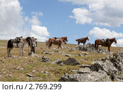 Пейзажи горного Алтая. Оседланные лошади в ожидании седоков. Стоковое фото, фотограф Наталья Волкова / Фотобанк Лори