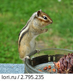 Задумчивый бурундук (chipmunk) Стоковое фото, фотограф Частоколенко Борис Леонтьевич / Фотобанк Лори