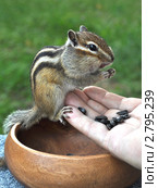 Бурундук (chipmunk) на руке. Стоковое фото, фотограф Частоколенко Борис Леонтьевич / Фотобанк Лори