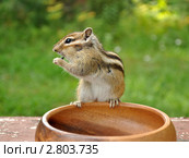Бурундук (chipmunk) на вазе грызёт семечку. Стоковое фото, фотограф Частоколенко Борис Леонтьевич / Фотобанк Лори