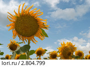 Подсолнухи. Стоковое фото, фотограф Дмитрий Маркелов / Фотобанк Лори