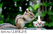 Бурундук (chipmunk) уронил вазочку. Стоковое видео, видеограф Частоколенко Борис Леонтьевич / Фотобанк Лори