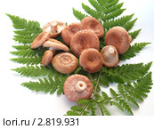 Розовые волнушки (Lactarius torminosus) на листьях папоротника изолировано. Стоковое фото, фотограф Ирина Борсученко / Фотобанк Лори