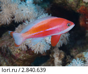 Красноморский антиас Pseudanthias  taeniatus. Стоковое фото, фотограф Андрей Голубев / Фотобанк Лори
