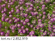 Декоративные цветы лобулярия (lobularia) Стоковое фото, фотограф Алексей Ухов / Фотобанк Лори