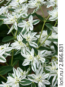 Молочай окаймленный, цветущее растение (Богатая невеста, Snow-on-the-mountain, Euphorbia marginata) Стоковое фото, фотограф Щеголева Ольга / Фотобанк Лори