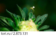 Крабовый паучок (crab spider, Thomisidae) плетет паутину на бутоне астры. Стоковое видео, видеограф Игорь Жоров / Фотобанк Лори