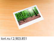 Фотография леса в рамке. Стоковое фото, фотограф Elnur / Фотобанк Лори