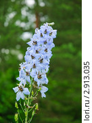 Живокость, дельфиниум, шпорник голубой (Delphinium) Стоковое фото, фотограф Алёшина Оксана / Фотобанк Лори