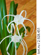 Гименокаллис карибский (Hymenocallis caribaea ) Стоковое фото, фотограф Александр Щепин / Фотобанк Лори