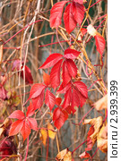 Девичий виноград (Parthenocissus) осенью. Стоковое фото, фотограф Алёшина Оксана / Фотобанк Лори