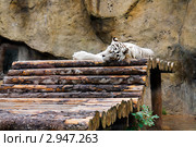 Белый тигр (Panthera tigris) в зоопарке спит на помосте из бревен. Стоковое фото, фотограф Сергей Гусев / Фотобанк Лори