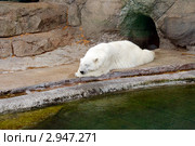 Белый медведь (Ursus maritimus) спит в зоопарке. Стоковое фото, фотограф Сергей Гусев / Фотобанк Лори