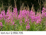 Яркие заросли цветущего Иван-чая (кипрея, Chamaenerion angustifolium) на фоне темного леса. Стоковое фото, фотограф Щеголева Ольга / Фотобанк Лори