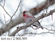 Чечетка, Acanthis flammea, Redpoll. Стоковое фото, фотограф Василий Вишневский / Фотобанк Лори