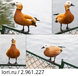 Огарь, или красная утка (Tadorna ferruginea) Стоковое фото, фотограф Максим Голубев / Фотобанк Лори