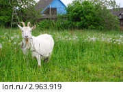 Белая коза на лугу. Стоковое фото, фотограф Александр Филитарин / Фотобанк Лори
