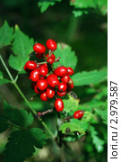 Воронец красноплодный, Актея (Actaea erythrocarpa) Стоковое фото, фотограф Анна Омельченко / Фотобанк Лори