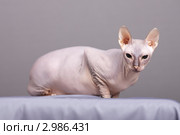 Лысая кошка (Донской сфинкс) Стоковое фото, фотограф Яна Королёва / Фотобанк Лори