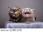 Кошки. Стоковое фото, фотограф Яна Королёва / Фотобанк Лори