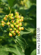 Калина. Созревающие зеленые плоды (Viburnum) Стоковое фото, фотограф Щеголева Ольга / Фотобанк Лори