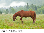 Каурая лошадь пасется на поле ранним утром. Стоковое фото, фотограф Яков Филимонов / Фотобанк Лори