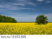 Рапсовое поле. Стоковое фото, фотограф Виктор Зандер / Фотобанк Лори