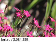 Гвоздика травянка (Dianthus deltoides) Стоковое фото, фотограф Игорь Долгов / Фотобанк Лори