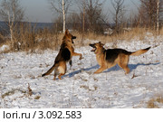 Игра щенков немецкой овчарки. Стоковое фото, фотограф Карнаух Светлана / Фотобанк Лори