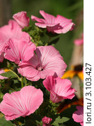 Ярко-розовые цветки лаватеры (Lavatera trimestris) Стоковое фото, фотограф Щеголева Ольга / Фотобанк Лори