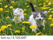 Белые котята бегают по траве. Стоковое фото, фотограф Ирина Иванова / Фотобанк Лори